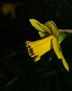 22nd Feb 2017 - daffodil