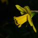 daffodil by ianmetcalfe