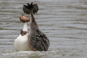 22nd Feb 2017 - Great Crested Grebe, Courtship Dance