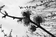 21st Feb 2017 - Black and white blooms
