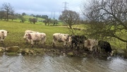 22nd Feb 2017 - muddy waters.. oh and cows...