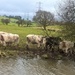 muddy waters.. oh and cows... by brennieb