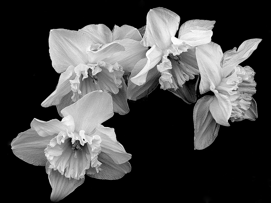 Daffodils in black and white by homeschoolmom