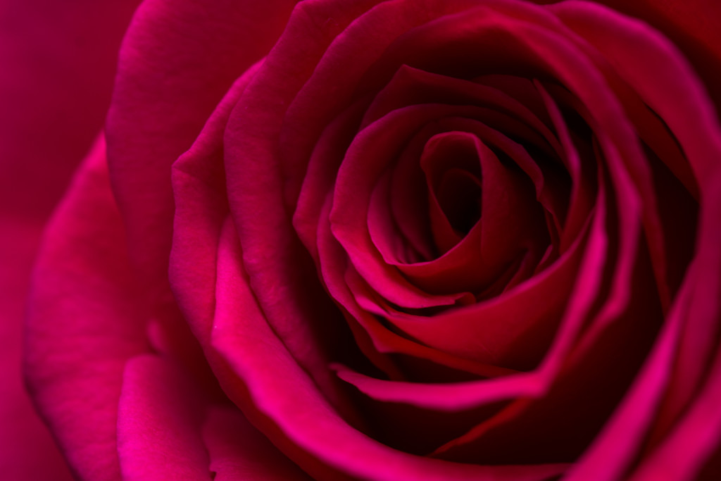 Pink rose by rumpelstiltskin