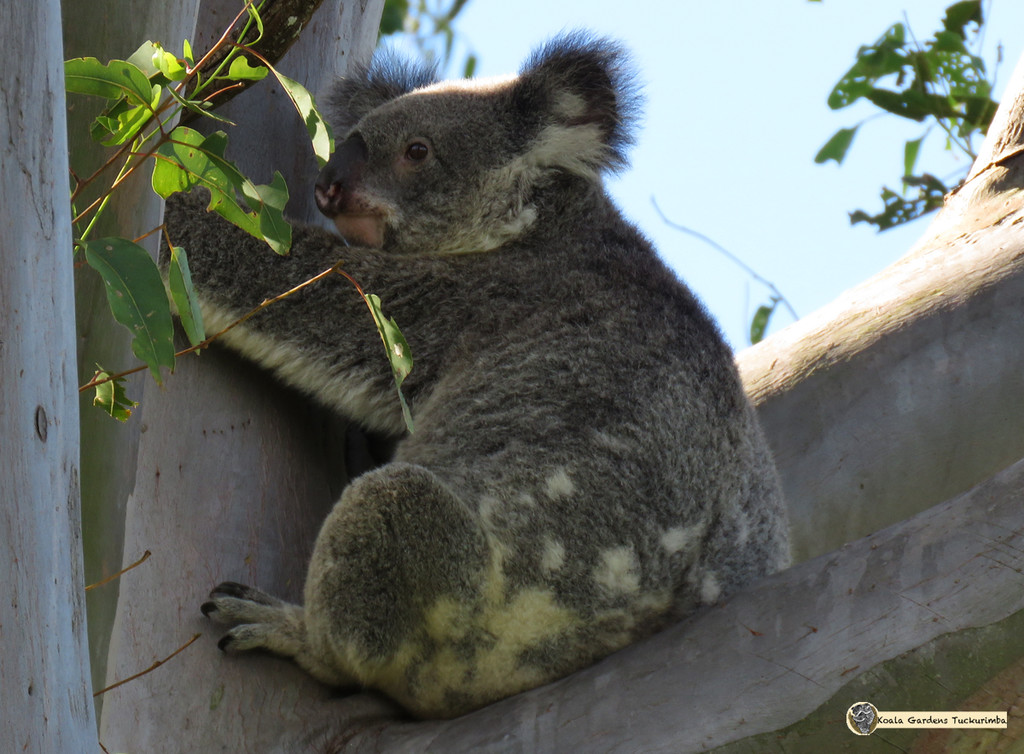 holdin tight by koalagardens