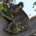 holdin tight by koalagardens
