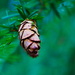 Baby Pine Cone by phil_sandford