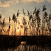 Sunset Reeds by leonbuys83