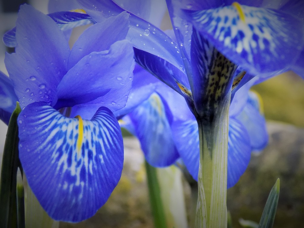 Miniature iris II by flowerfairyann