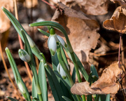 22nd Feb 2017 - Snowdrops in the leaves