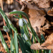 Snowdrops in the leaves by rminer