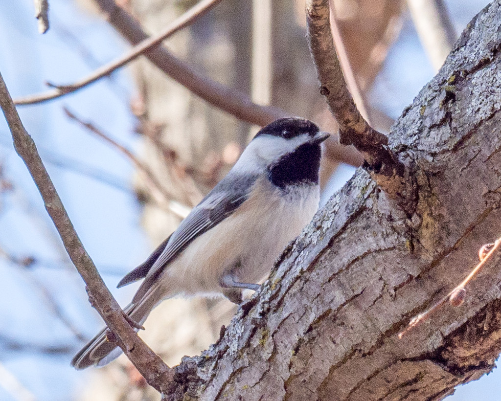 Chickadee on a tree trunk by rminer
