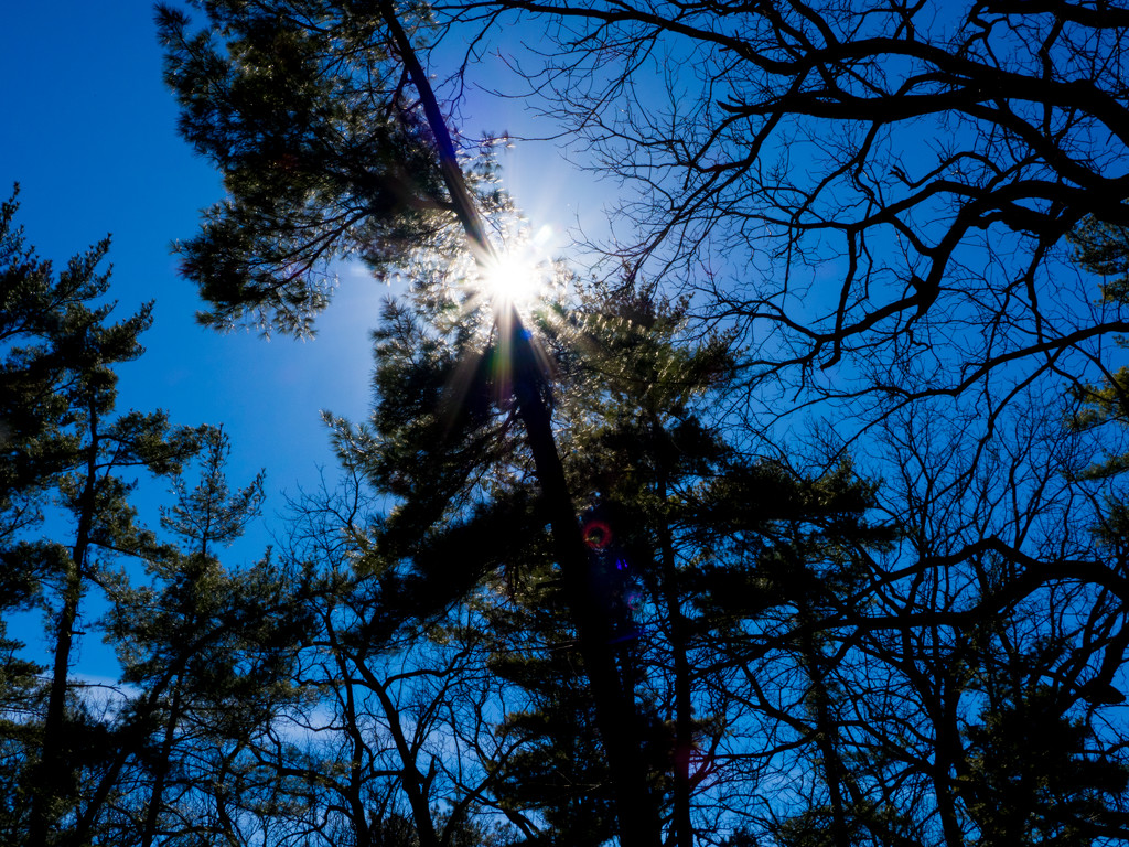 Sunburst Forest by rminer