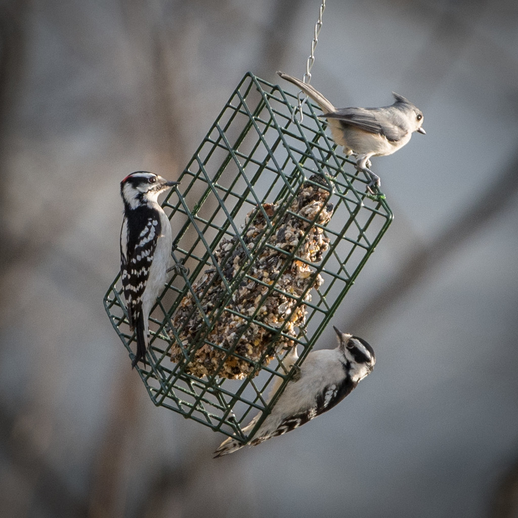 Two Woodpeckers and a Nuthatch by dridsdale