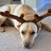 Reindeer Jake by stownsend
