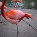 Flamingo Ballet  by epcello