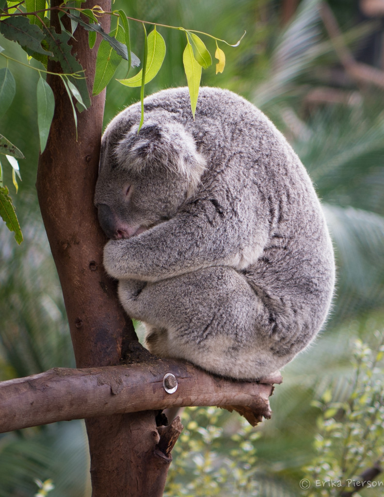 Napping Koala by epcello