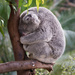 Napping Koala by epcello
