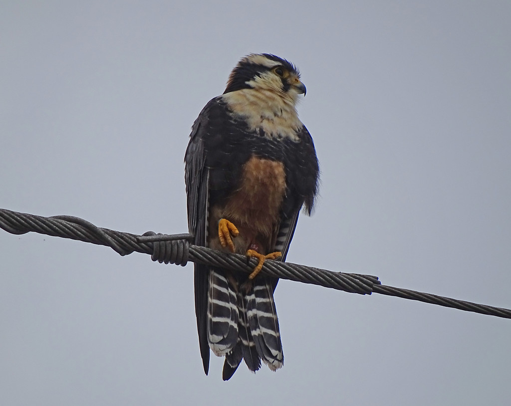 Aplomado Falcon, Texas by annepann