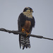 Aplomado Falcon, Texas by annepann