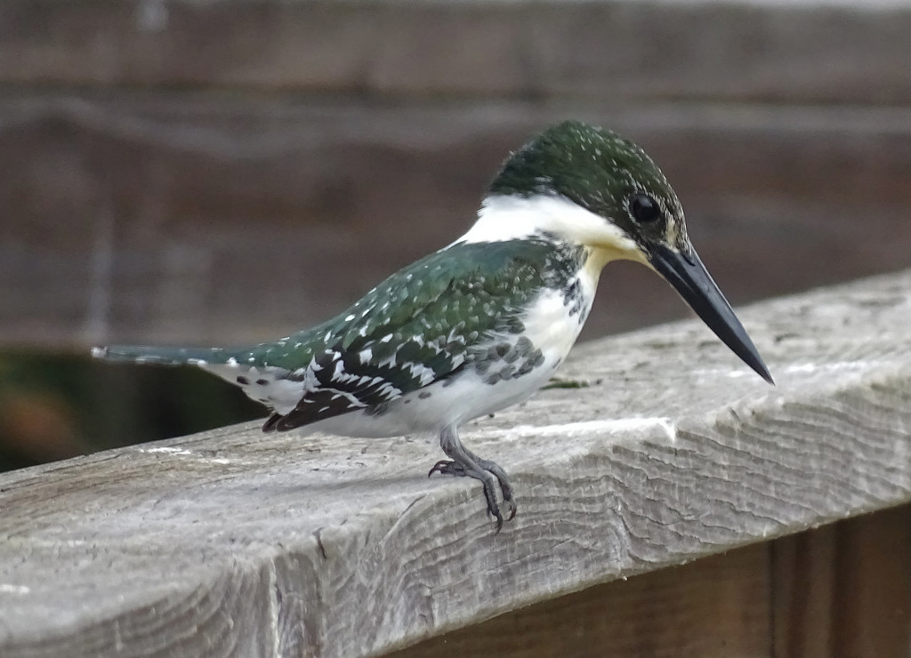 Green Kingfisher, Texas by annepann