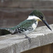 Green Kingfisher, Texas by annepann