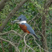 Ringed Kingfisher, Texas by annepann