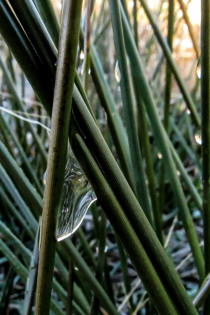 Neat Refraction in the Dewdrop by milaniet