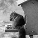 Black Squirrel by houser934
