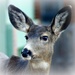 more deer by dmdfday