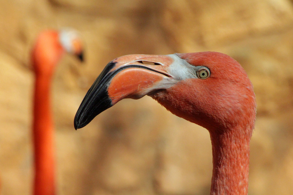 Flamingo Up Close by gaylewood
