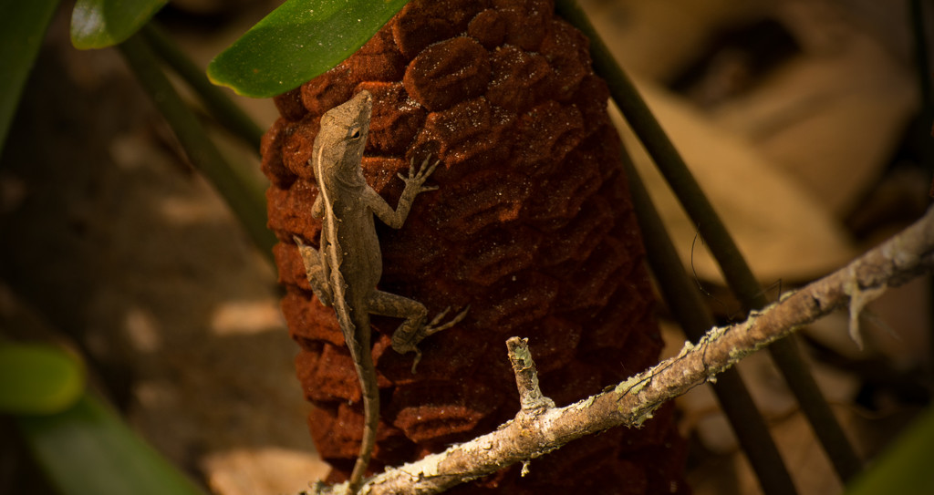 Lizard on the Sago! by rickster549