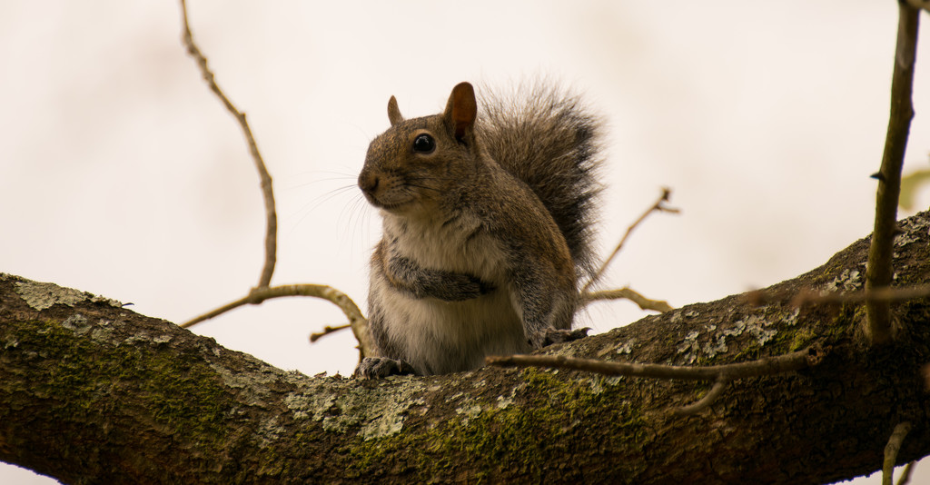 Squirrel With a Tummy Ache! by rickster549