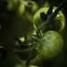 Day 52 Green Tomatoes by kipper1951