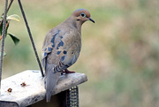 21st Feb 2017 - Mourning Dove