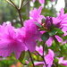 The first of the Spring azaleas at Magnolia Gardens, Charleston, SC by congaree