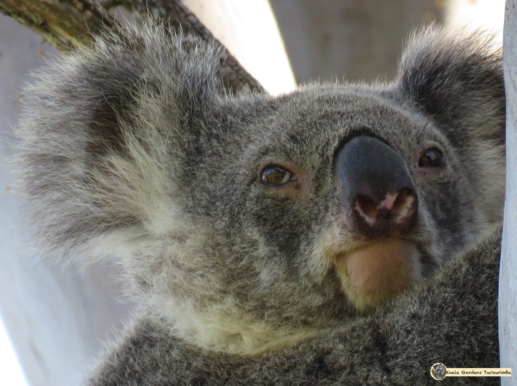 pretty as by koalagardens