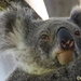 pretty as by koalagardens