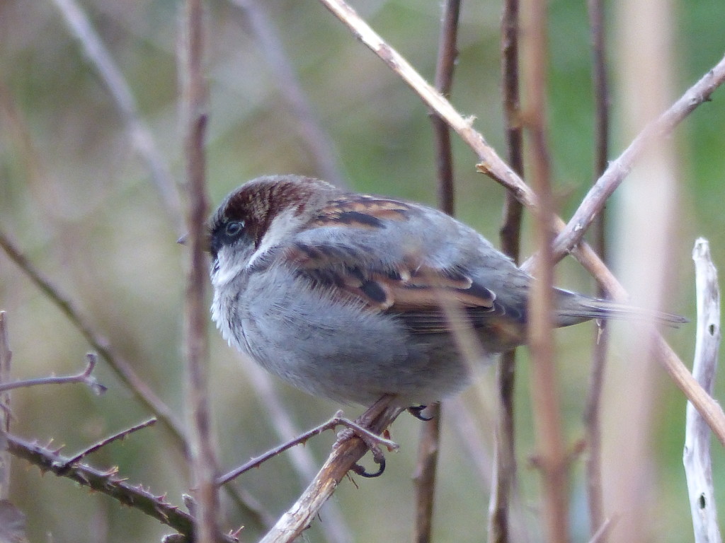  Tree Sparrow  by susiemc