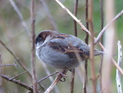 19th Feb 2017 -  Tree Sparrow 