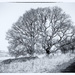 2017 02 23 - Winter trees by pamknowler