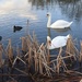 Swans and Coots by oldjosh