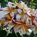 Frangipani_DSC3388 by merrelyn