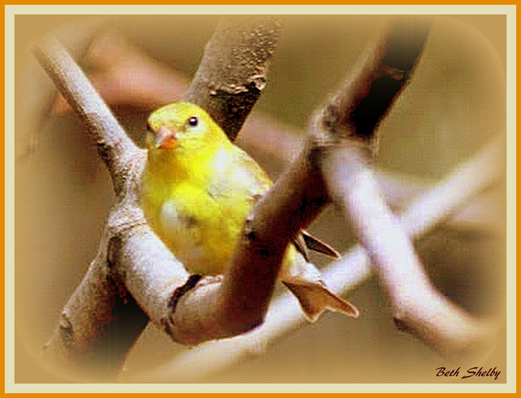Yellow Bird High in  Fig Tree by vernabeth