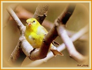 19th Feb 2017 - Yellow Bird High in  Fig Tree