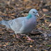 STOCK DOVE by markp