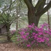 Spring in Baton Rouge by eudora