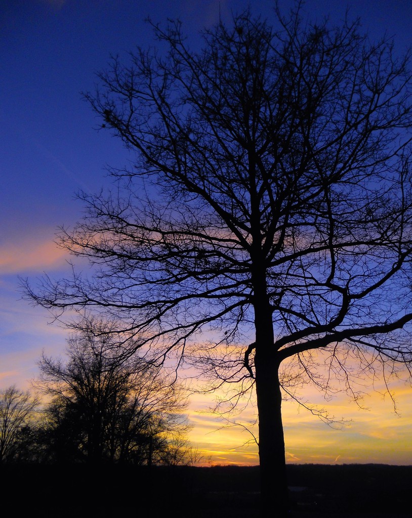 Sunset through the tree by mittens