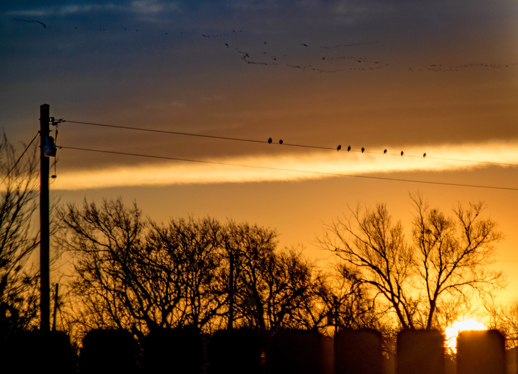 Birds on a Wire at Sunrise by ckwiseman