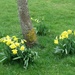 At last - daffodils by g3xbm